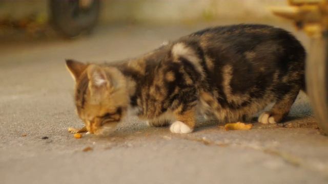 Котята бесплатно - Кишинев смотреть онлайн