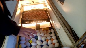 Заложил утиные и куриные яйца в самодельный инкубатор из холодильника