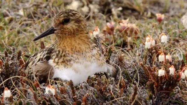 Дикая природа Скандинавии / 6-ГРЕНЛАНДИЯ смотреть онлайн