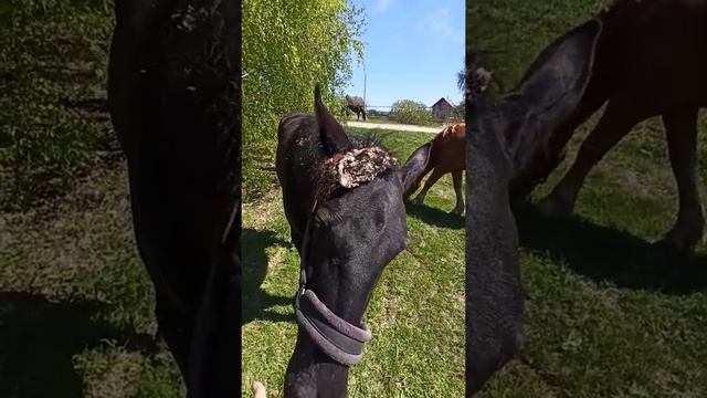 черный конь с шляпой из репьев смотреть онлайн