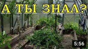 Что делать в ТЕПЛИЦЕ после сбора урожая???