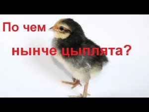 Обзор рынка. Цыплята цена, что можно купить на птичьем рынке.