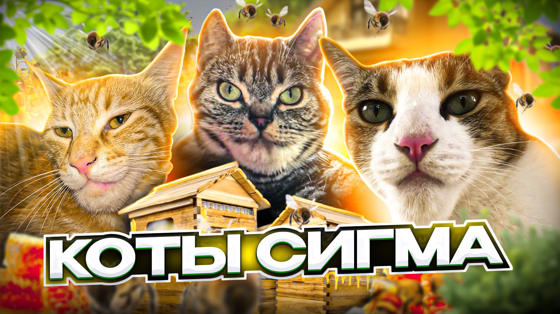 Кот Сигма Мем. Сигма кот 2014. Сигма котик