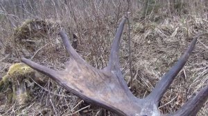 Лосиные рога!