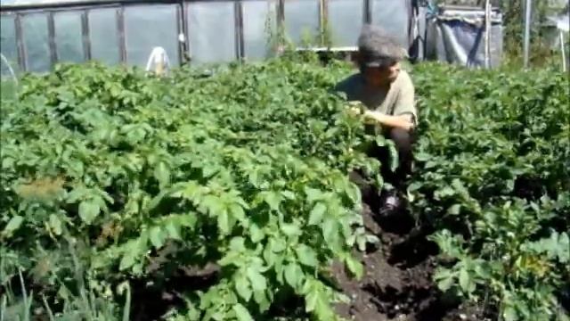 Поиск колорадского жука смотреть онлайн