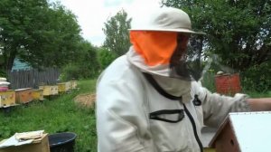 ПОДСАЖИВАЕМ МАТКУ. КАК ПОДСАДИТЬ МАТКУ. ПОДСАДКА ПЛОДНОЙ МАТКИ.