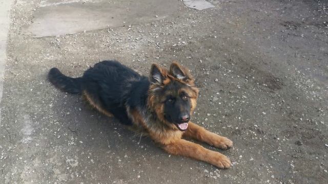 ЩЕНОК НЕМЕЦКОЙ ОВЧАРКИ ЗЕВС 6 МЕСЯЦЕВ смотреть онлайн