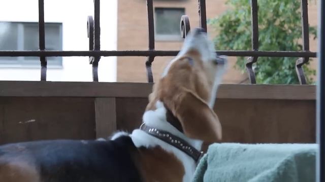 собачий вой) смотреть онлайн