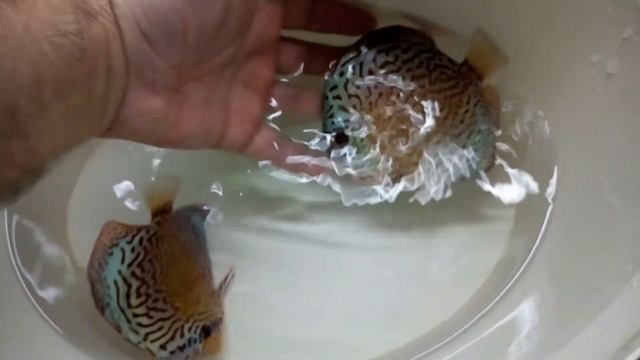 Дискусы Ред Дракон , продажа Москва смотреть онлайн