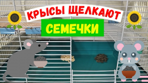 КРЫСЫ ЩЕЛКАЮТ СЕМЕЧКИ