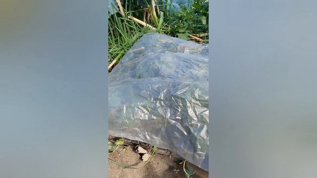 Груша привитая на рябину. Пора сеять сидераты. смотреть онлайн