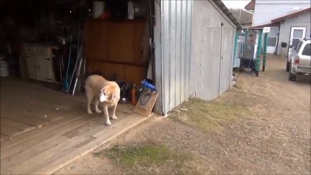 Канадские отшельники. Часть 447. Бочка варенья и корзина печенья. смотреть онлайн