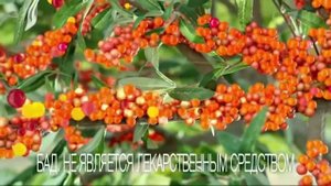 КОПП Реклама Витамишки с облепихой 2016