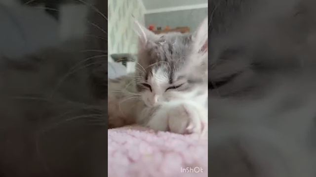 давайте знакомиться) это малышка Китюня(Китти)