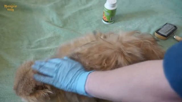 ? Сухой шампунь для кошек - правдивый отзыв смотреть онлайн