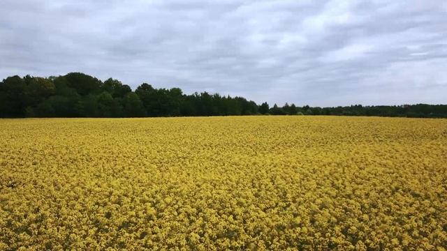 Рапсовое поле смотреть онлайн