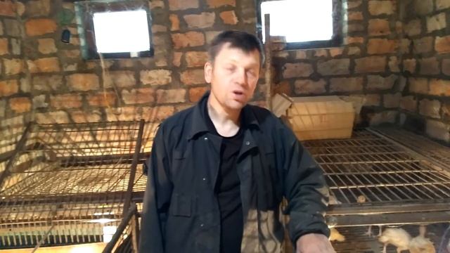 Индюки биг6 цыплята приучаем к траве Кормим травой смотреть онлайн