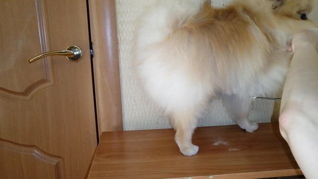 КАК ПОДСТРИЧЬ ШПИЦА ИЛИ ДОМАШНИЙ ГРУМИНГ / HOW TO TRIM A POMERANIAN OR HOME GROOMING