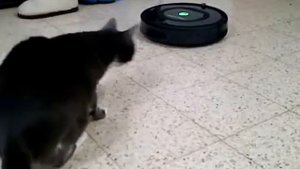 Кот знакомится с роботом-пылесосом iRobot