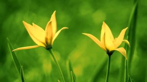 Россия (Саратовская Природа)