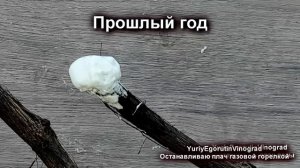 ? Как остановить плач винограда весной?