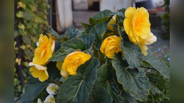 Бегония. Подготовка к зиме. смотреть онлайн