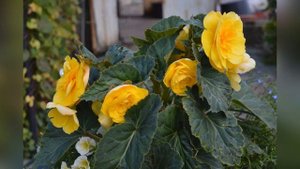 Бегония. Подготовка к зиме.