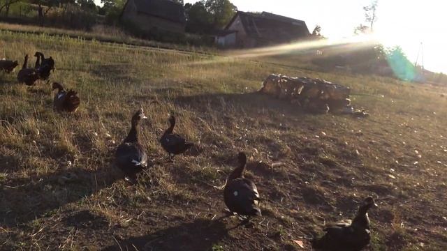 Мускусные утки тяжёлой немецкой линии Отличие от обычных мускусных уток смотреть онлайн