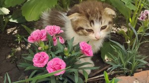 Три маленьких котенка играют в саду