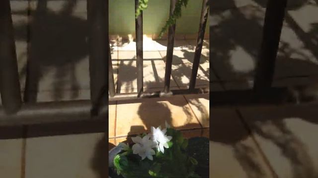 Como polinizar flor de maio. смотреть онлайн