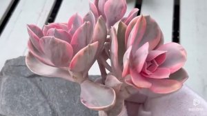 Echeveria Rainbow Variegated