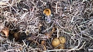 Жизнь в деревне! Сено сгребала... Из цикла « Осенние зарисовки»_