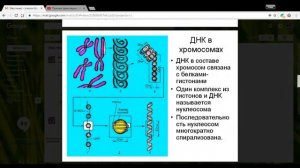 Биология 10 класс 12-13 неделя Хромосомы, строение и функции