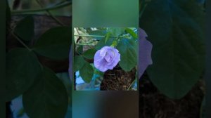 18 Types of Aparajita Flowers(Butterfly Pea)