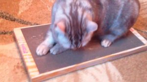 Как приучить кошку к когтеточке