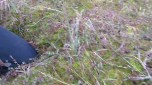 Как быстро собирать клюкву