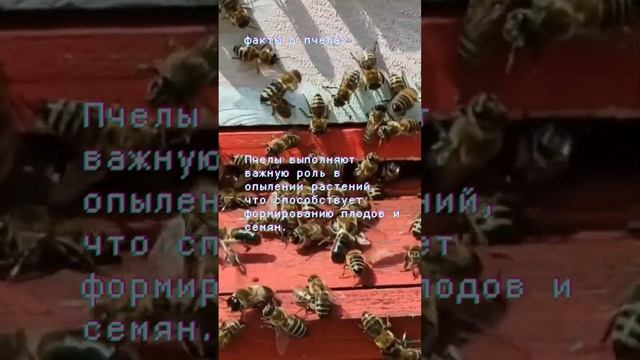 Интересные факты о пчелах смотреть онлайн