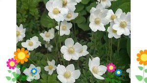 Анемона лесная. Краткий обзор: Анемона лесная описание характеристик, где купить саженцы