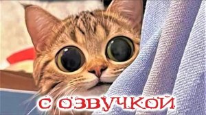 СМЕШНЫЕ КОТЫ 2024 ЛУЧШИЕ ПРИКОЛЫ С КОТАМИ, КОШКИ, ЖИВОТНЫЕ
