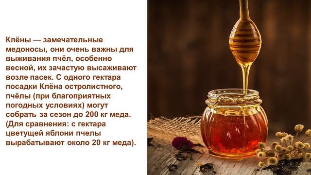 Клён. Легенда про клён. смотреть онлайн