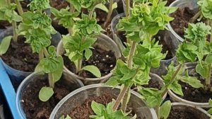 Экзотический сорт томата Палка