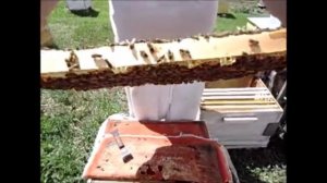 О безвощинном пчеловождении.