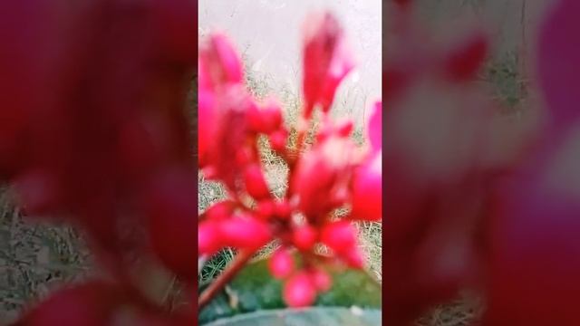 Jatropha plant with red flower bunch/Jatropha care