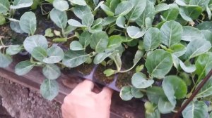 обзор рассады капусты