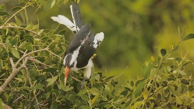 Wildlife Documentary Africa #theword20s#Africa#Jungle#junglesafari#naturedocumentary#wildlife смотреть онлайн