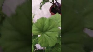 Обрезка королевской пеларгонии в январе))