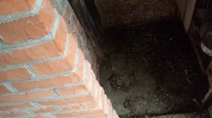 Кролики Ризен цены