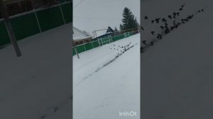 хэерле,ап_ак карлы кичлэр бн дусларым!❄️❄️❄️