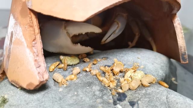 Радужный краб. смотреть онлайн