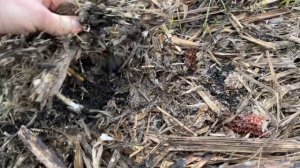 Всходы Horsch Avatar 1225 SD по прямому посеву и сидеральному пару. 28.11.2020 г.